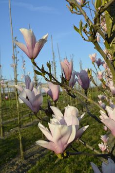 pink flowers are blooming on the branches of trees in an open field with blue sky