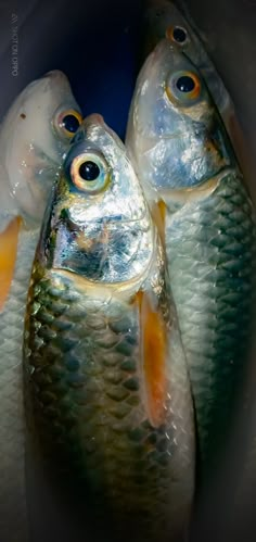 three fish with large eyes are standing together