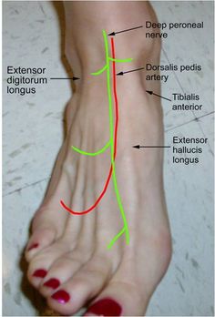 a diagram of the foot with different parts labeled in green, red and yellow lines