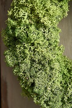 moss growing on the side of a wooden door