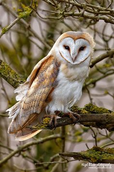 an owl sitting on top of a tree branch