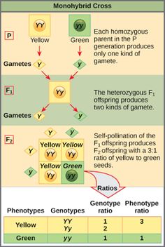 a diagram showing the different types of yellow and green plants in each plant's life cycle