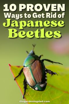 the top ten ways to get rid of japanese beetles