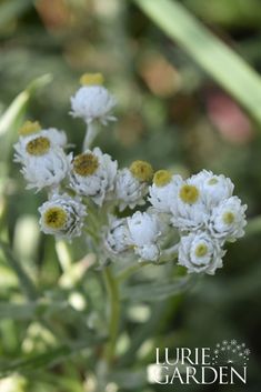 small white flowers with yellow centers are in the sun and green foliage is behind them