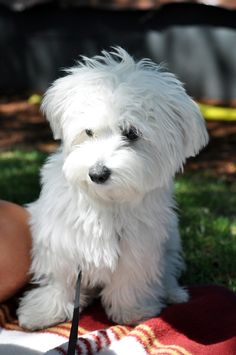 a small white dog sitting on top of a blanket next to a persons hand with a knife in it's mouth