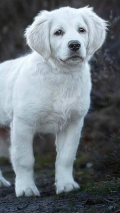 a white dog standing on top of a dirt field