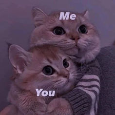 two kittens sitting next to each other with the words me and you written on them