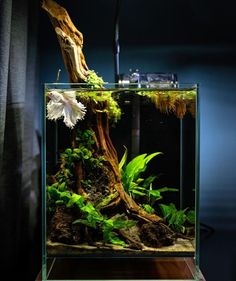 an aquarium with plants and rocks in it