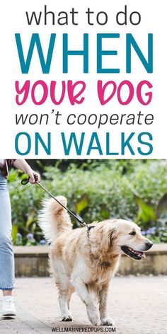 a woman walking her dog with the words, what to do when your dog won't cope on walks