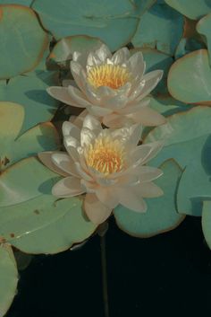 two white water lilies with green leaves in the background