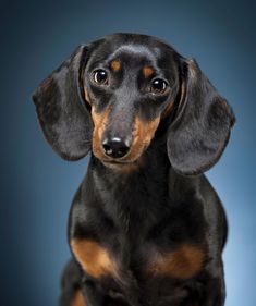 a black and brown dachshund sitting on top of a blue background looking at the camera