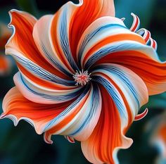 an orange, white and blue striped flower with green leaves in the backgroud