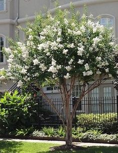 a tree with white flowers in front of a house