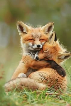 two foxes cuddle together in the grass