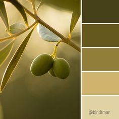 two olives on a tree branch with green leaves in the foreground and brown tones in the background