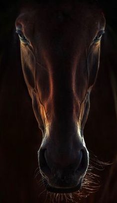 a horse with its head turned towards the camera