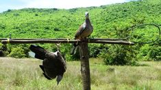 two birds sitting on top of a wooden pole in front of a lush green hillside