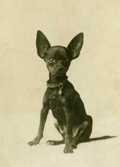 a small black dog sitting on top of a white floor