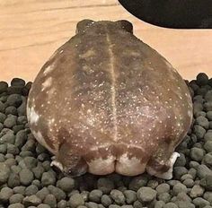 a close up of a turtle shell on some rocks near a clock and two clocks