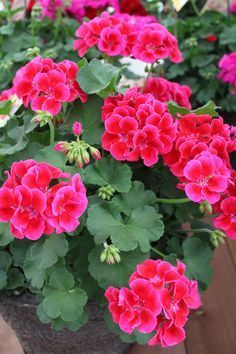 red and pink flowers are growing in a pot