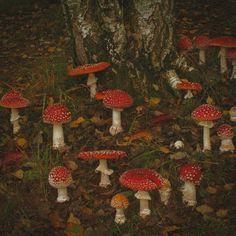 a group of mushrooms growing on the ground next to a tree