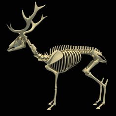 the skeleton of a deer is shown in this 3d image, it appears to be an animal with large antlers on its head