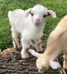 two baby goats are playing with each other