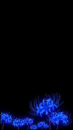 #DemonSlayer #Bluespiderlilly #Wallpaper #IOSwallpaper #Phonebackground Blue Spider Lily Wallpaper, Organization Hacks Bathroom, House Organization Hacks, Lilly Wallpaper, Tiny House Organization Hacks, Organized Ideas, Tiny House Organization, Bathroom Storage Ideas, Black And Blue Wallpaper