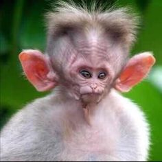 a small monkey with long hair on it's head and ears is looking at the camera