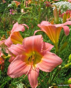 pink and yellow flowers blooming in a garden