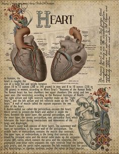 an old medical poster with two heart valves