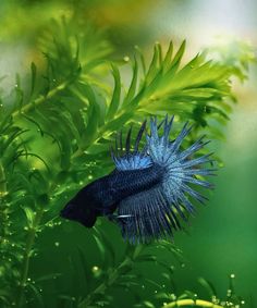 Betta fish are beautiful and surprisingly easy to care for—until you realize their water can quickly go from crystal-clear to murky.

If you’ve ever found yourself questioning how often you should be changing your betta’s water, you’re not alone!

Here’s the simple but crucial guide to keeping your fish happy, healthy, and swimming in clean water. Fish Tank Terrarium, Betta Fish Care, Betta Tank, Betta Fish Tank, Fish Care, Small Tank, Water Can