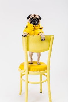 a pug dog sitting on top of a yellow chair with its paws in the seat