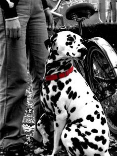 a dalmatian dog sitting on the ground next to a person with a bike