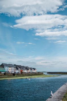 some birds are flying over the water and buildings