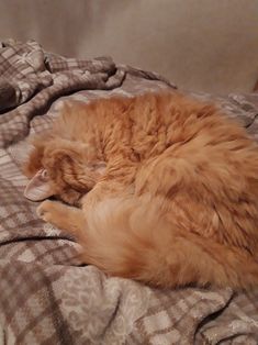 an orange cat sleeping on top of a bed