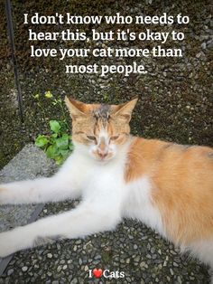 Animal Love Quotes, Cat Love Quotes, Meme Cats, Funny Kitties, Life With Cats, Kitty Photos, Calico Cats, Animal Aesthetic, Sweet Kitty