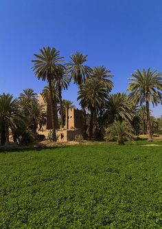 palm trees in the foreground and an old building in the background with green grass