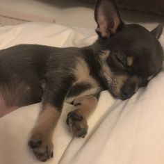 a small dog sleeping on top of a bed