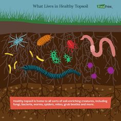 what lives in healthy topsoik? info poster with worms and germs