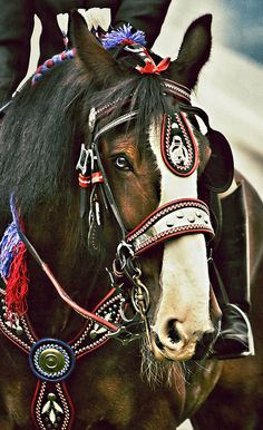 a close up of a horse wearing a bridle