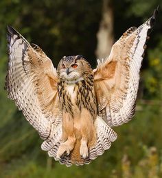 an owl flying through the air with its wings spread