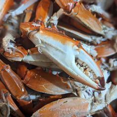 a pile of crabs with their mouths open