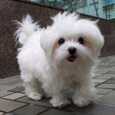 a small white dog standing on top of a stone walkway next to a building and looking at the camera