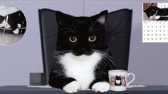 a black and white cat sitting in an office chair next to a coffee mug