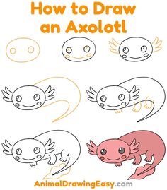 how to draw an axolot