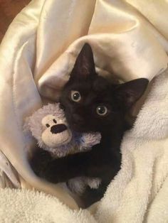 a black kitten holding a teddy bear under a blanket