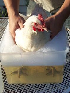 a person holding a chicken in a plastic container