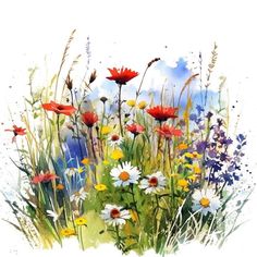 watercolor painting of wildflowers and daisies