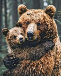 two brown bears hugging each other in the woods